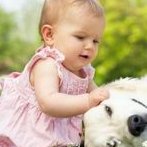 日本的人工授精成功率如何？